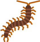 centipedes