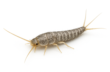 Common Silverfish