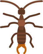 earwigs