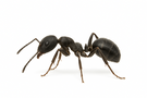 Odorous House Ant