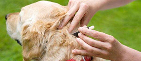 Treat Pets With Tick Medication