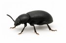 Stink Beetle