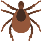ticks