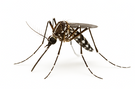 Yellow Fever Mosquito