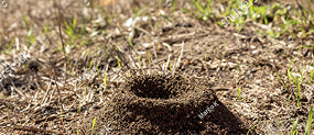 Treat Ant Mound