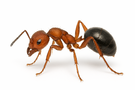 Acrobat Ant