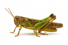 American bird grasshopper