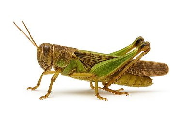 American bird grasshopper