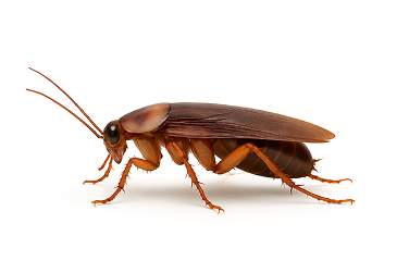 American Cockroach