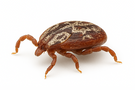 American Dog Tick