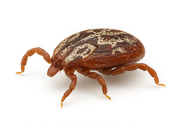 American Dog Tick