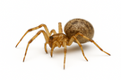 American House Spider