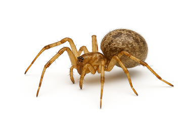 American House Spider