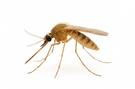Anopheles Mosquito