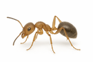 Argentine Ant