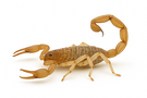 Arizona Bark Scorpion