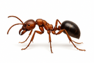 Army Ant