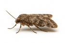 Armyworm Moths