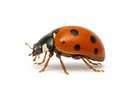 Asian Lady Beetle