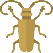 BEETLES