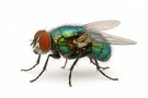 Blow Fly