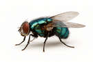 Bottle Fly