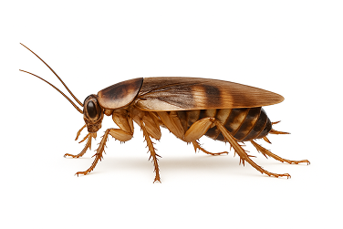 Brown-Banded Cockroach
