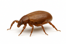 Brown Dog Tick