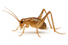 Camel Cricket