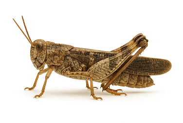 Carolina grasshopper