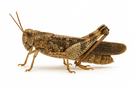 Carolina grasshopper
