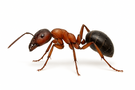 Carpenter Ant