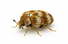 Carpet Beetle