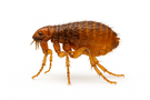 Cat Flea