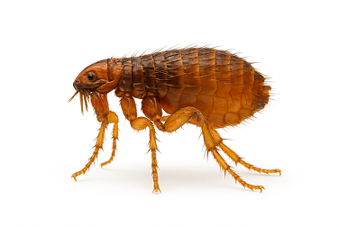 Cat Flea