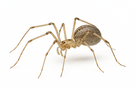 Cellar Spider