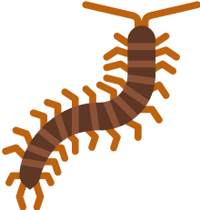 CENTIPEDES
