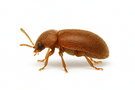 Cigarette Beetle