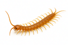 Clear-Colored Centipede