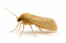 Clothes Moth