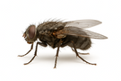 Cluster Fly