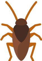 COCKROACHES