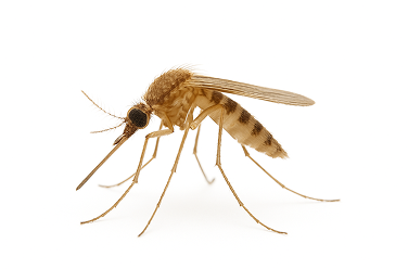 Common House Mosquito