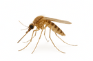 Common House Mosquito