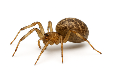 Common House Spider