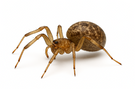 Common House Spider