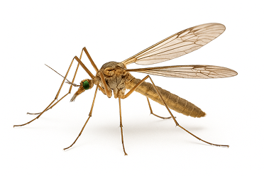 Crane Fly