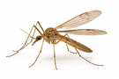 Crane Fly