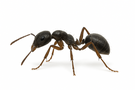 Crazy Ant