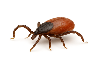 Deer Tick